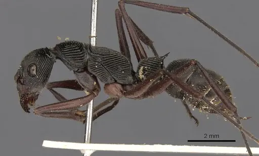 Diacamma intricatum specimen CASENT0900669 image casent0900669_3