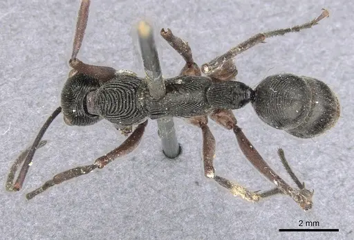 Diacamma intricatum specimen CASENT0901341 image casent0901341_1