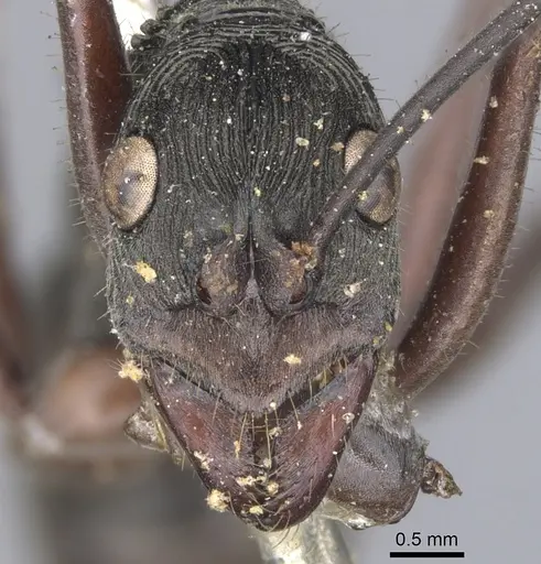 Diacamma intricatum specimen CASENT0901341 image casent0901341_2