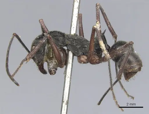 Diacamma intricatum specimen CASENT0901341 image casent0901341_3