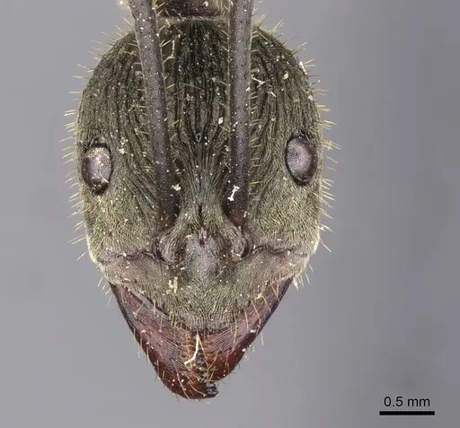 Diacamma jacobsoni specimen CASENT0907221 image casent0907221_2
