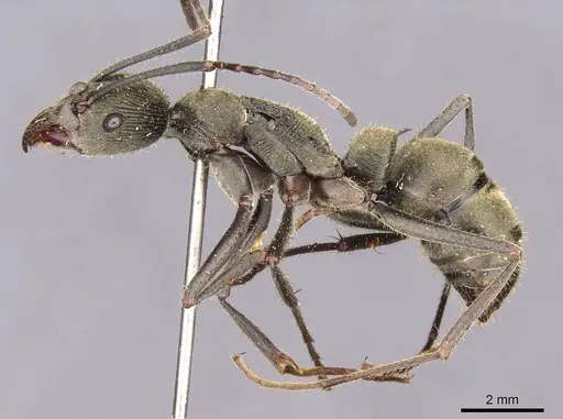 Diacamma jacobsoni specimen CASENT0907221 image casent0907221_3
