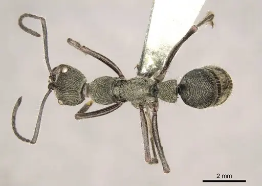 Diacamma jaitrongi specimen CASENT0916090 image casent0916090_1