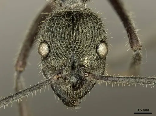Diacamma jaitrongi specimen CASENT0916090 image casent0916090_2