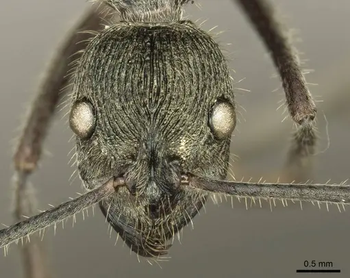 Diacamma jaitrongi specimen CASENT0916090 image casent0916090_3