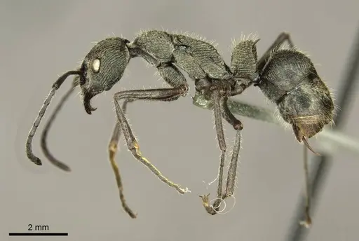 Diacamma jaitrongi specimen CASENT0916090 image casent0916090_4
