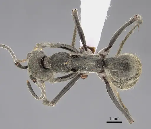 Diacamma leve specimen CASENT0887815 image casent0887815_1