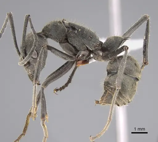 Diacamma leve specimen CASENT0887815 image casent0887815_3