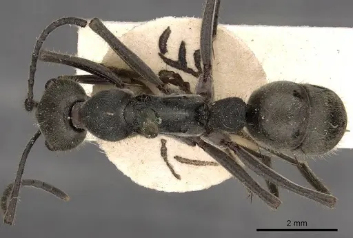 Diacamma leve specimen CASENT0900668 image casent0900668_1