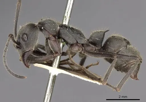 Diacamma leve specimen CASENT0900668 image casent0900668_3