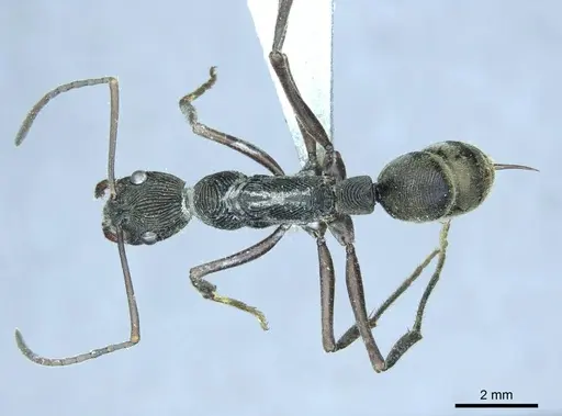 Diacamma leyteense specimen CASENT0916093 image casent0916093_1