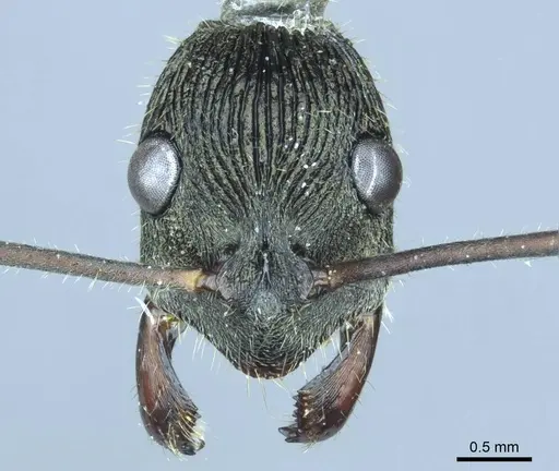 Diacamma leyteense specimen CASENT0916093 image casent0916093_2