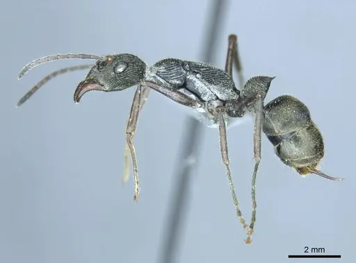 Diacamma leyteense specimen CASENT0916093 image casent0916093_3