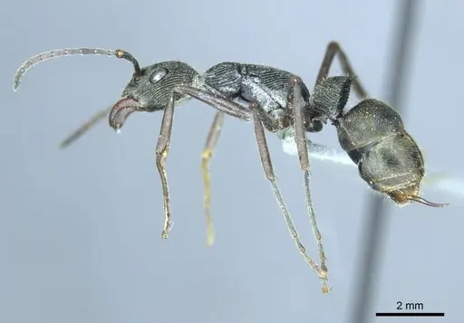 Diacamma leyteense specimen CASENT0916093 image casent0916093_4