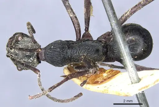 Diacamma longitudinale specimen CASENT0903863 image casent0903863_1