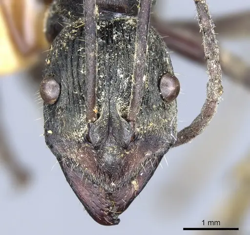 Diacamma longitudinale specimen CASENT0903863 image casent0903863_2