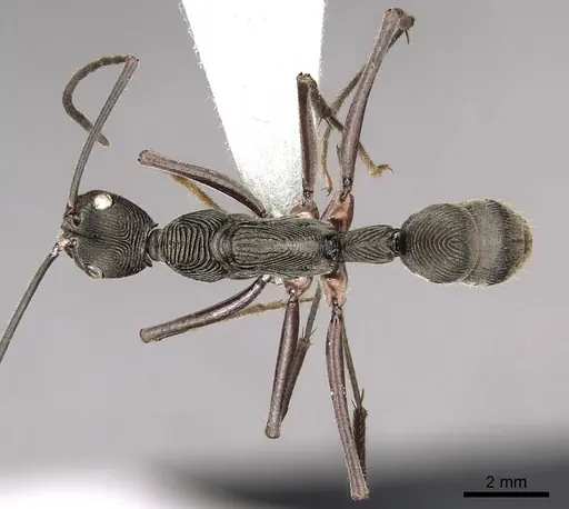 Diacamma magdalenae specimen CASENT0915959 image casent0915959_1