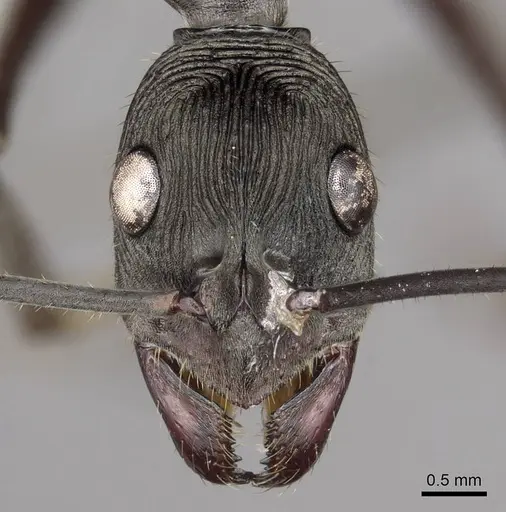 Diacamma magdalenae specimen CASENT0915959 image casent0915959_2