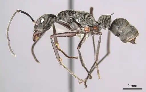Diacamma magdalenae specimen CASENT0915959 image casent0915959_3