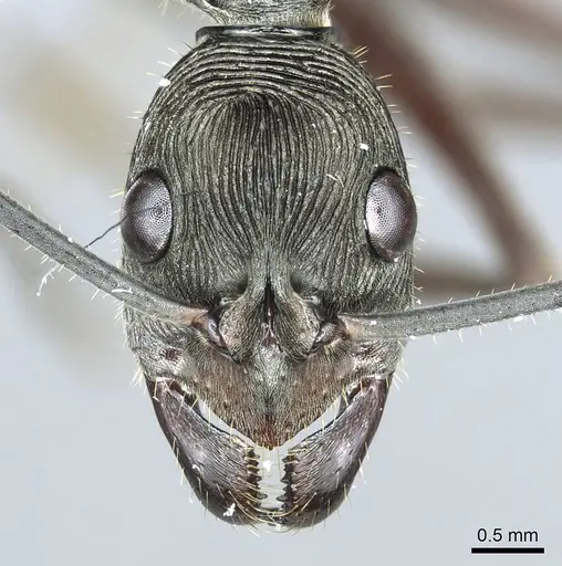 Diacamma magdalenae specimen CASENT0915960 image casent0915960_1