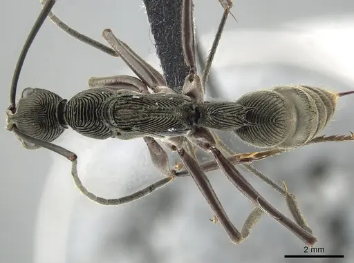 Diacamma magdalenae specimen ZRC image zrc_ent00007536_1