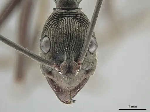 Diacamma magdalenae specimen ZRC image zrc_ent00007536_2