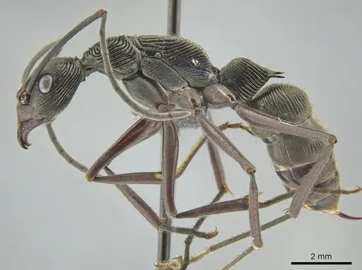 Diacamma magdalenae specimen ZRC image zrc_ent00007536_3