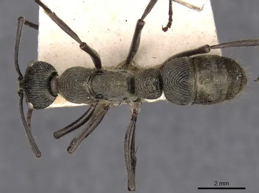 Diacamma orbiculatum specimen CASENT0907225 image casent0907225_1