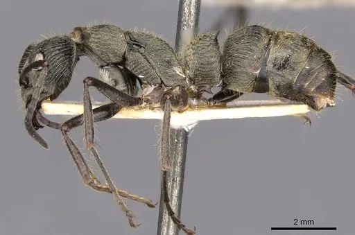 Diacamma orbiculatum specimen CASENT0907225 image casent0907225_3