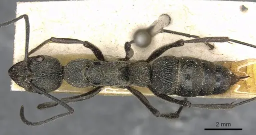 Diacamma orbiculatum specimen CASENT0915176 image casent0915176_1