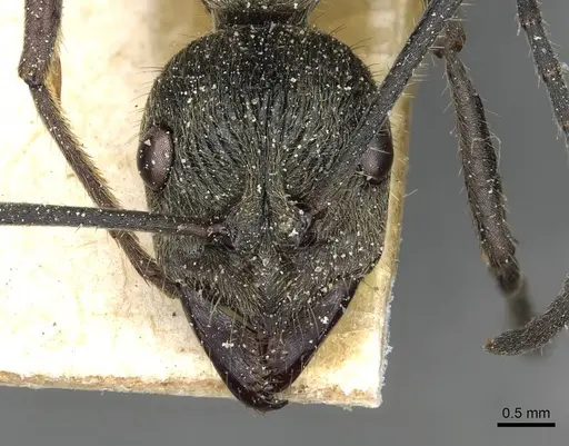 Diacamma orbiculatum specimen CASENT0915176 image casent0915176_2