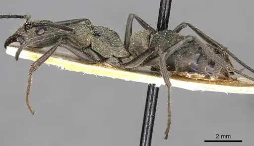 Diacamma orbiculatum specimen CASENT0915176 image casent0915176_3