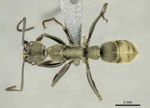 Diacamma orbiculatum specimen CASENT0916088 image casent0916088_1