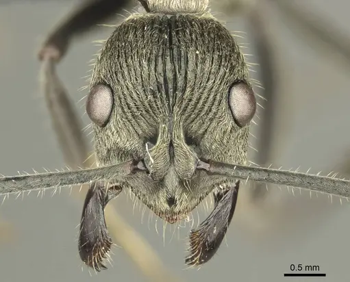 Diacamma orbiculatum specimen CASENT0916088 image casent0916088_2