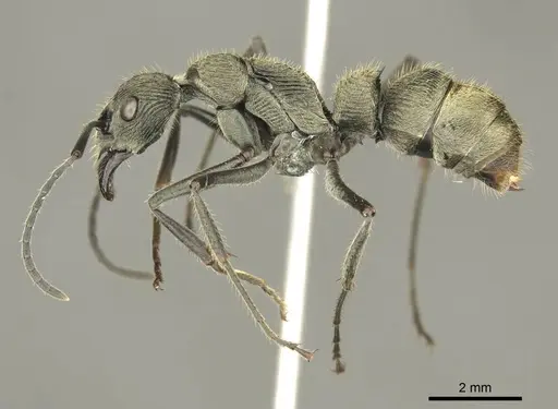 Diacamma orbiculatum specimen CASENT0916088 image casent0916088_3