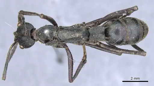 Diacamma palawanicum specimen CASENT0903865 image casent0903865_1