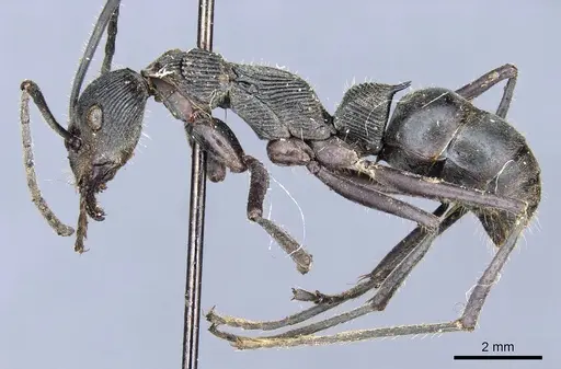 Diacamma palawanicum specimen CASENT0903865 image casent0903865_3