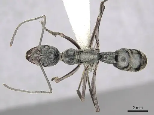 Diacamma palawanicum specimen CASENT0915961 image casent0915961_1