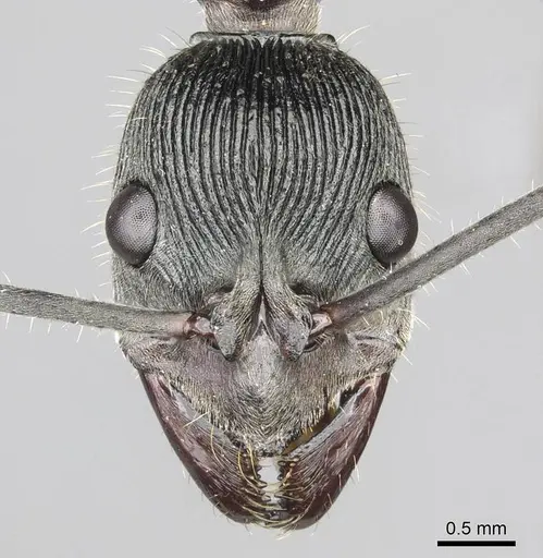 Diacamma palawanicum specimen CASENT0915961 image casent0915961_2