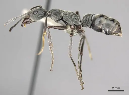 Diacamma palawanicum specimen CASENT0915961 image casent0915961_3