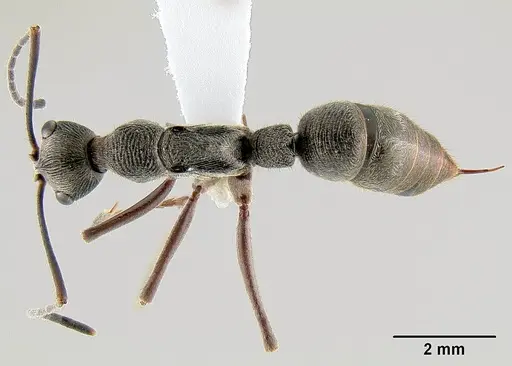 Diacamma pallidum specimen CASENT0106139 image casent0106139_1