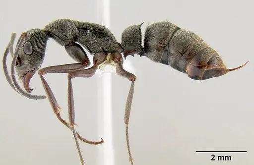 Diacamma pallidum specimen CASENT0106139 image casent0106139_3