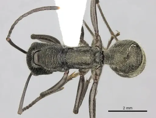 Diacamma pallidum specimen CASENT0260418 image casent0260418_1