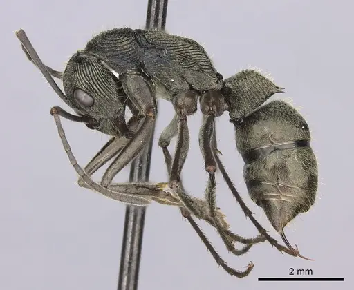 Diacamma pallidum specimen CASENT0260418 image casent0260418_3