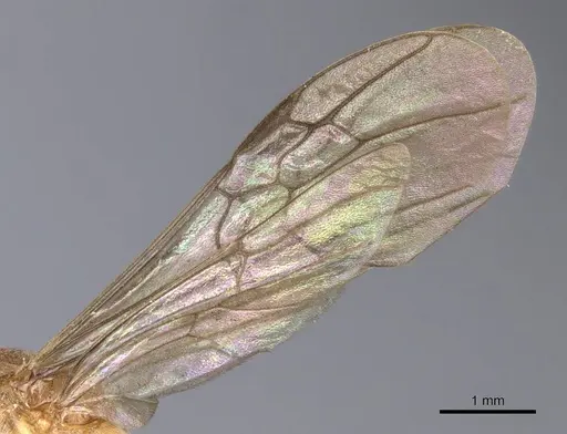 Diacamma pallidum specimen CASENT0902483 image casent0902483_4