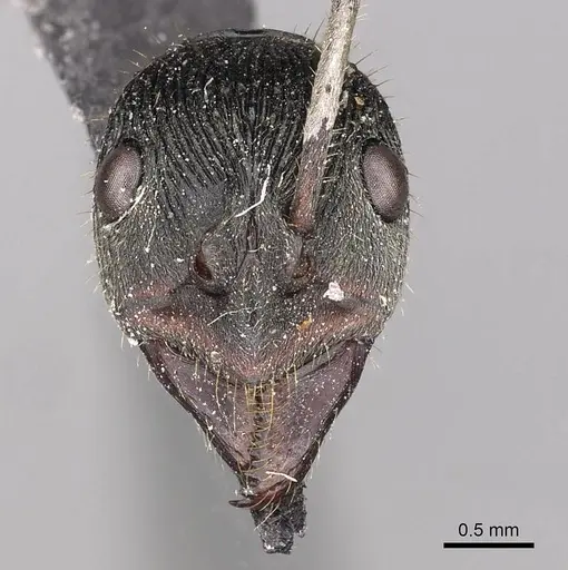 Diacamma purpureum specimen CASENT0900671 image casent0900671_2