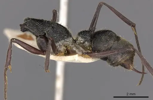 Diacamma purpureum specimen CASENT0900671 image casent0900671_3
