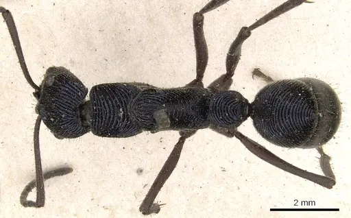Diacamma purpureum specimen CASENT0901338 image casent0901338_1