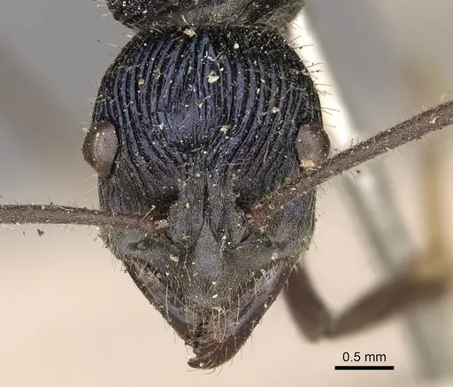 Diacamma purpureum specimen CASENT0901338 image casent0901338_2