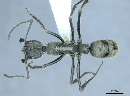 Diacamma reductostriatum specimen CASENT0916096 image casent0916096_1